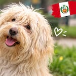 Chaku andino, nueva raza peruana reconocida
