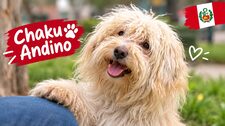 Chaku andino, nueva raza peruana reconocida