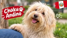 Chaku andino, nueva raza peruana reconocida