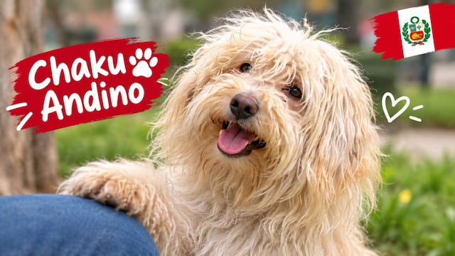 Chaku andino, nueva raza peruana reconocida