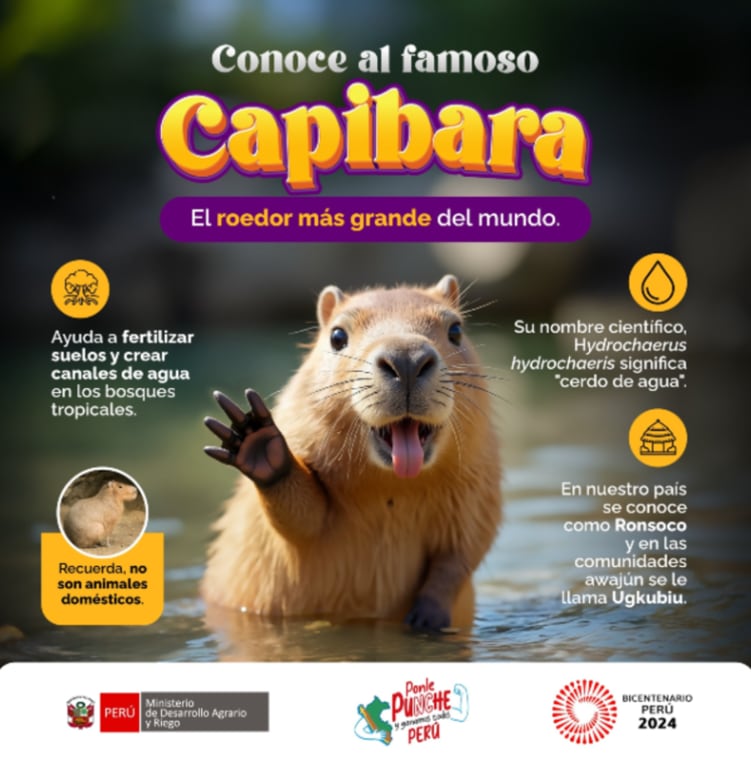El capibara es el roedor más grande del mundo. (Midagri).