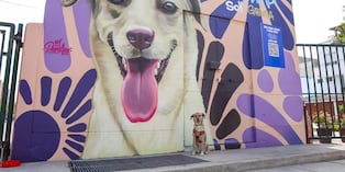 Murales coloridos buscan cambiar la vida de perritos. Foto: difusión