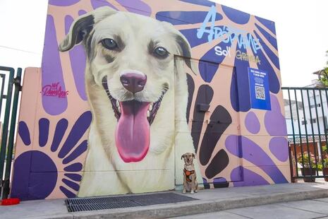 Murales incentivan la adopción de perritos y contribuyen a descontaminar el aire