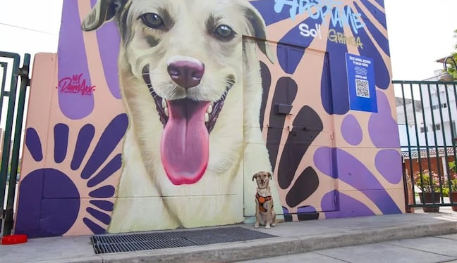 Murales coloridos buscan cambiar la vida de perritos. Foto: difusión