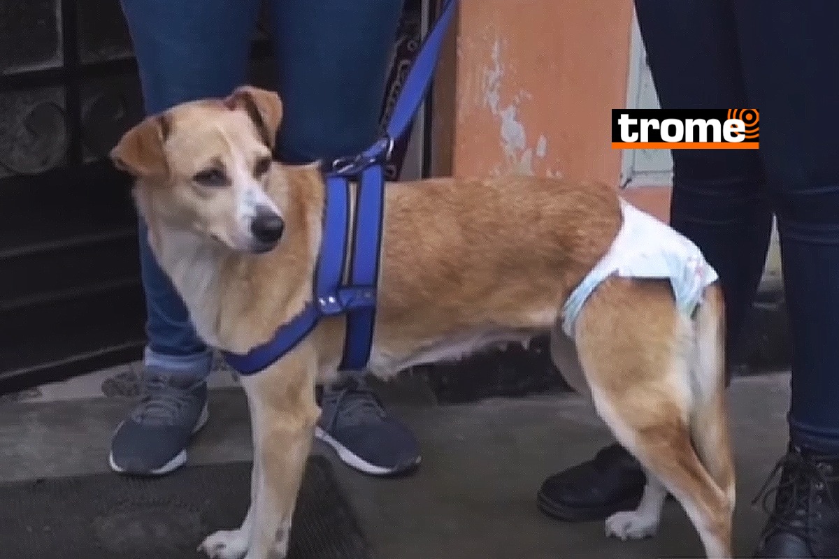 De acuerdo con la veterinaria, ‘Molly’ tiene lesiones en la región anal provocadas por un objeto contundente. Además, su esfínter está afectado, y el coxis está desprendido.