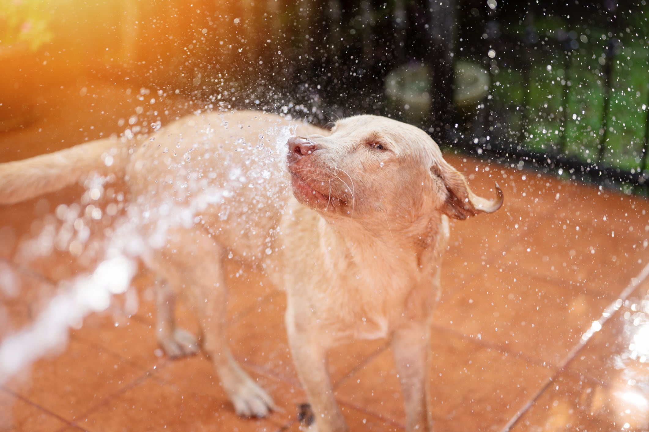 Cuidados ante el calor. Foto: Istock