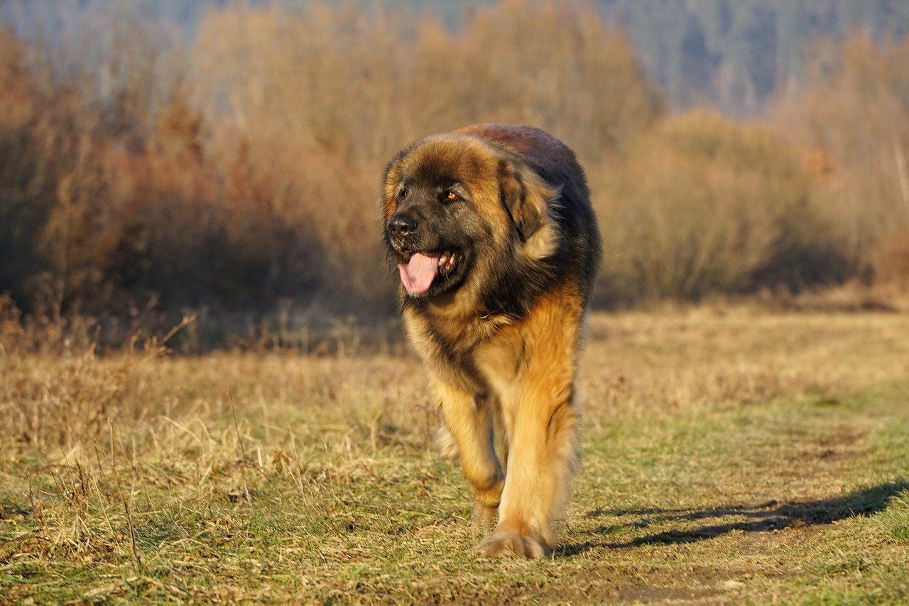 El Leonberger es originario de Alemania y su nombre no tiene nada que ver con un león. (Joses Pixabay)