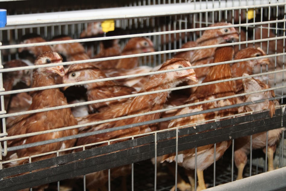 Perú busca proteger la sanidad avícola nacional y evitar el brote de esta enfermedad. (Foto: Senasa)