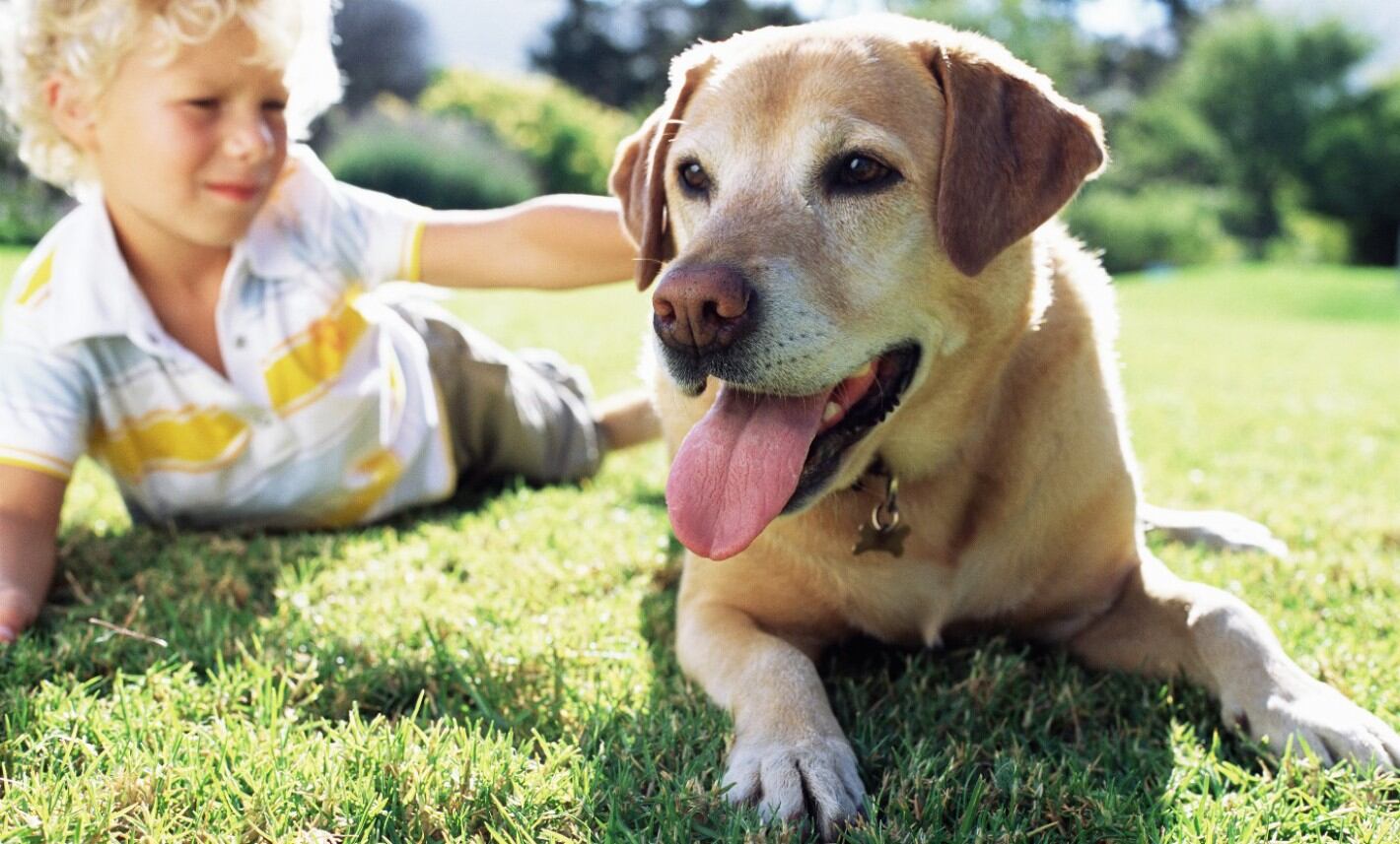 La llegada a casa de un cachorro genera mucha ternura en los miembros de la familia (Foto: pixabay)