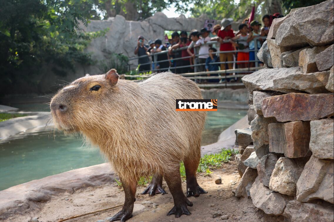 También habrá sorpresas con el capibara Wilson en el Parque de Las Leyendas. (Isabel Medina / Trome).