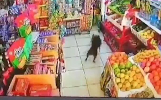 Perro incluso ingresó a bodega. (Ocurre ahora)