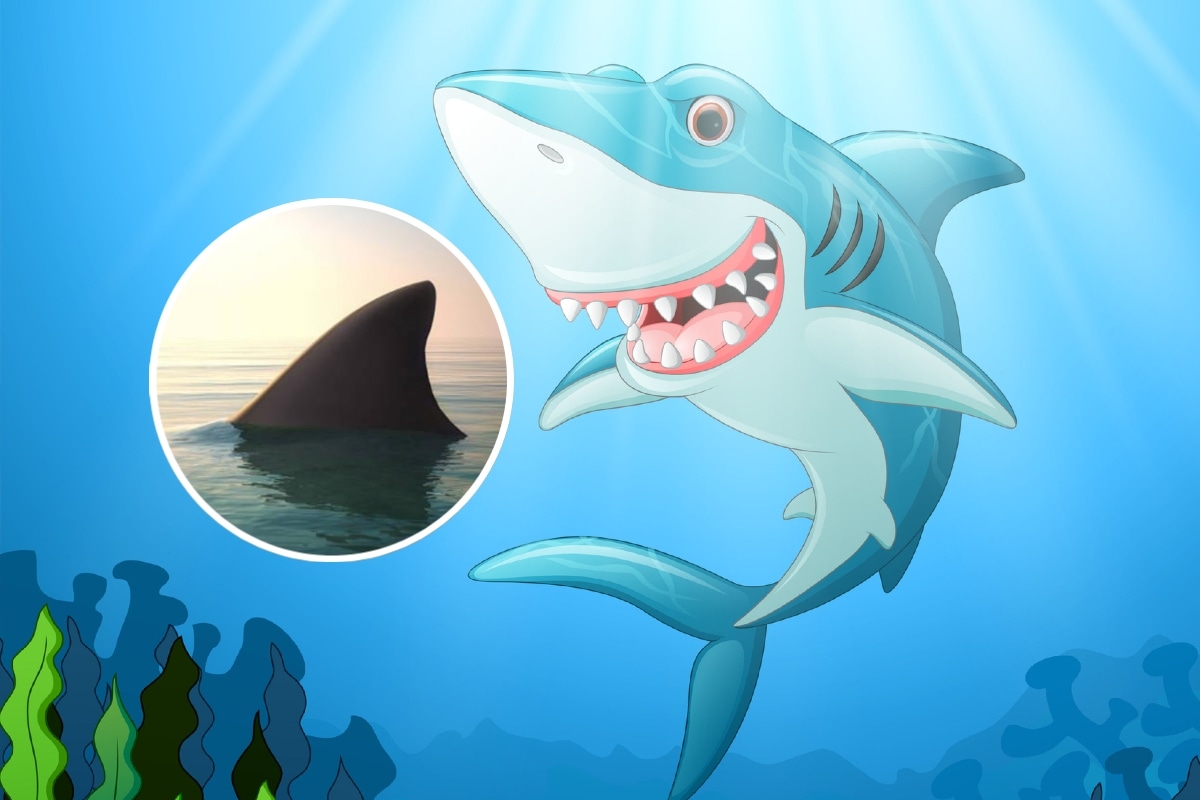 El tráfico de aletas de tiburón está poniendo en peligro la supervivencia de esta especie marina. Foto: Composición.