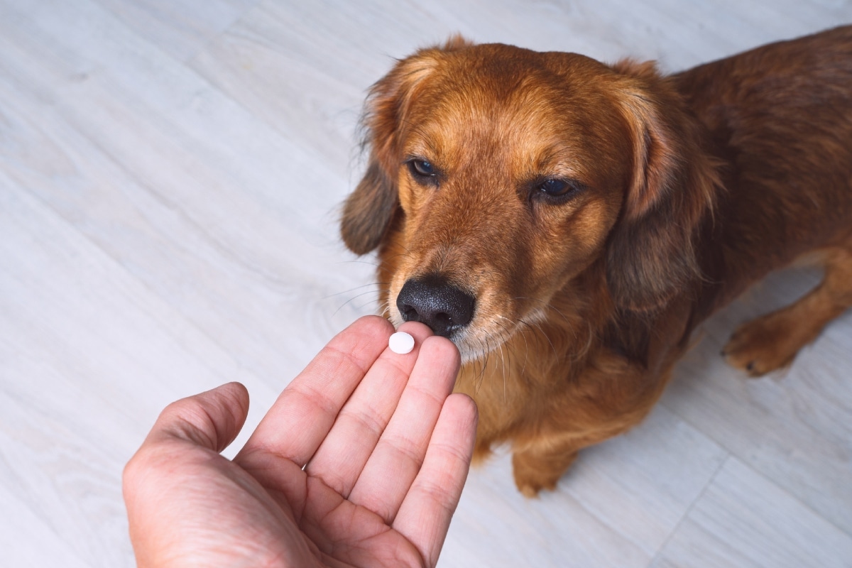 Paciencia y buen humor con tu engreído de cuatro patas. Foto: Istock.