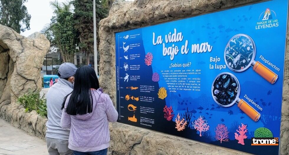 El Parque de las Leyendas presenta exhibición subacuática de pingüinos de Humboldt, en su Centro de Interpretación de Aves Marinas. (Municipalidad de Lima)