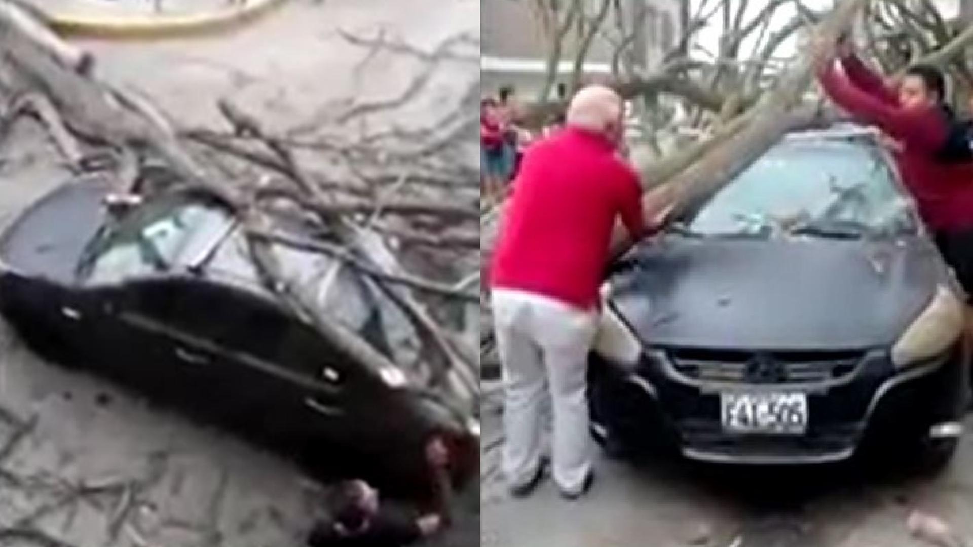 VMT: Árbol se viene abajo y aplasta carro.