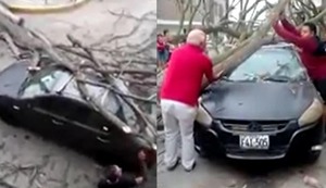VMT: Árbol se viene abajo aplastando automóvil y su dueño se salva de milagro | VIDEO