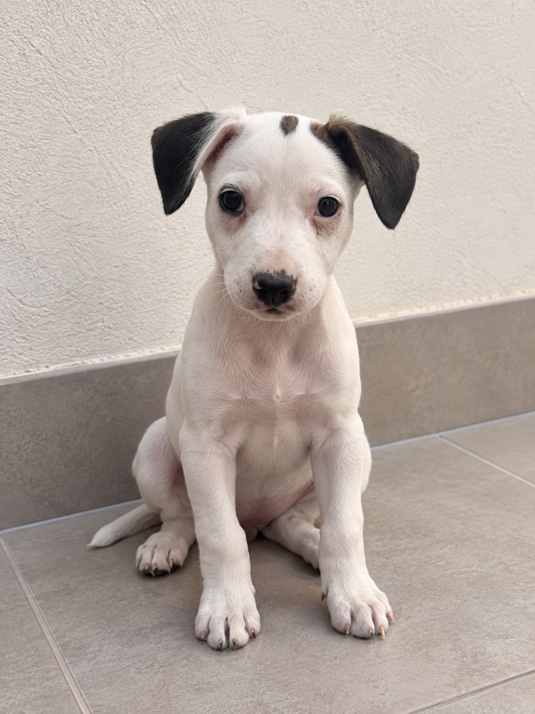 LILI.