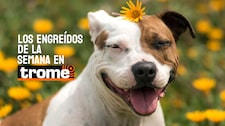 Engreídos Trome de la semana: estas mascotas te robarán el corazón