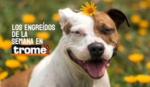 Engreídos Trome de la semana: estas mascotas te robarán el corazón