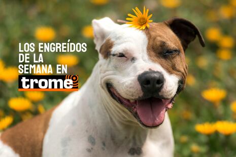 Engreídos Trome de la semana: estas mascotas te robarán el corazón