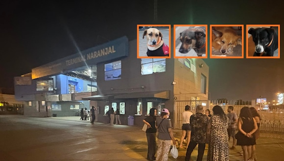 TROME | Acusan a la ATU por desaparición de cuatro perritos (Redes sociales)