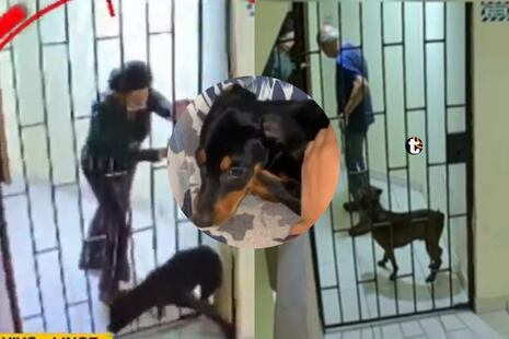 ¡Rescate en Lince! Vecinos descubren maltrato animal dentro del edificio donde vive el presidente Balcáza...
