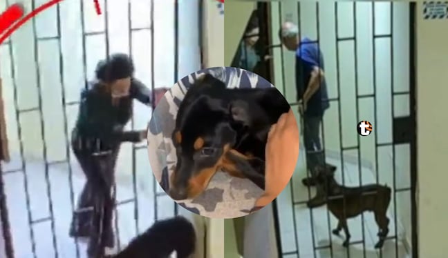 Denuncian maltrato animal en edificio donde vive el presidente Balcázar