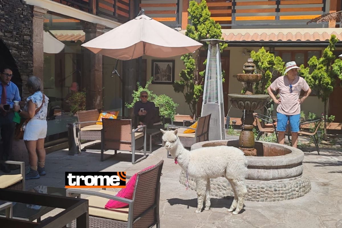 La tierna Kiki ama que los visitantes le tomen fotos y es feliz libre paseado por el patio del hotel. Foto: Katty Gines.