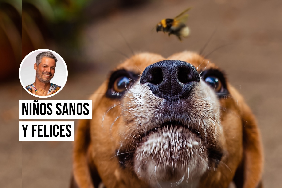 Pancho Cavero advierte que una picadura de insecto puede causar reacciones graves en perros y gatos. Foto: Istock.