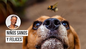 Pancho Cavero: “Una simple picadura puede poner en riesgo la vida de tu mascota”