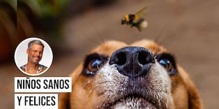 Pancho Cavero advierte que una picadura de insecto puede causar reacciones graves en perros y gatos. Foto: Istock.