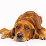 Perros sedentarios: el riesgo oculto detrás de la falta de actividad