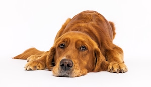 Perros sedentarios: el riesgo oculto detrás de la falta de actividad