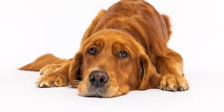 También puedes mantener activo a tu perro desde casa: esconde premios en diferentes espacios y haz que los busque para ejercitar su cuerpo y mente. Foto. Istock