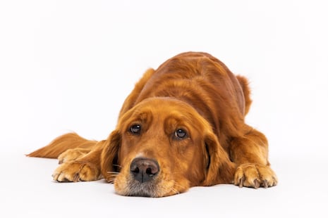 Perros sedentarios: el riesgo oculto detrás de la falta de actividad