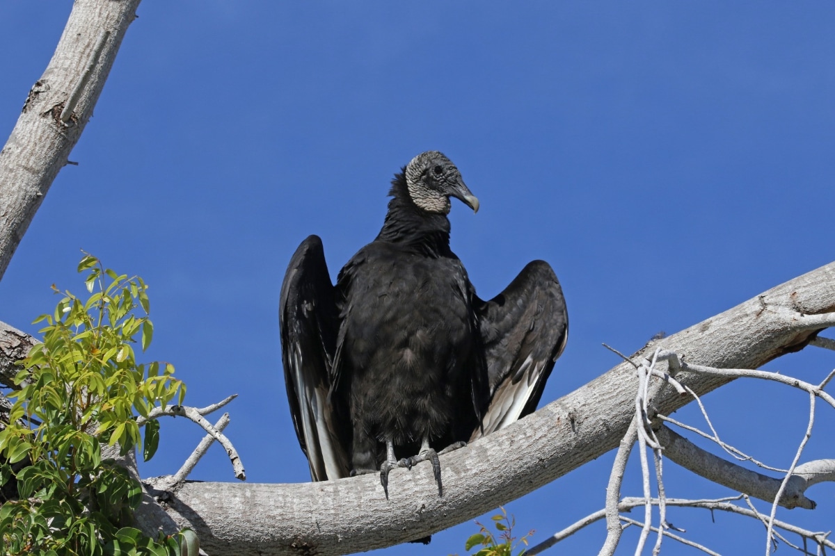 El gallinazo de cabeza negra es un símbolo histórico y cultural de Lima y cumple una importante labor como ‘limpiador’ natural de la ciudad. Foto: Internet.