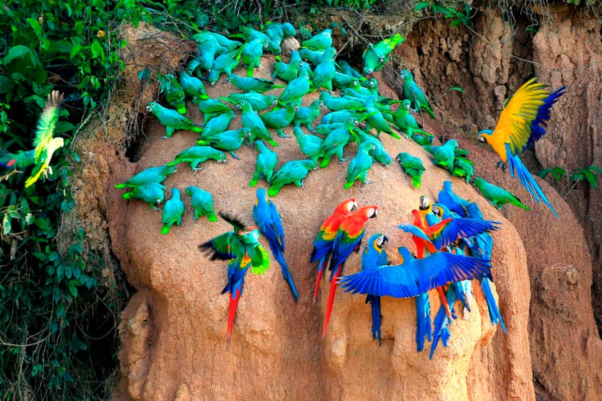 Las collpas de guacamayos son uno de los mayores atractivos de Tambopata, donde cientos de aves se reúnen cada mañana en un espectáculo natural único. Foto: Internet.