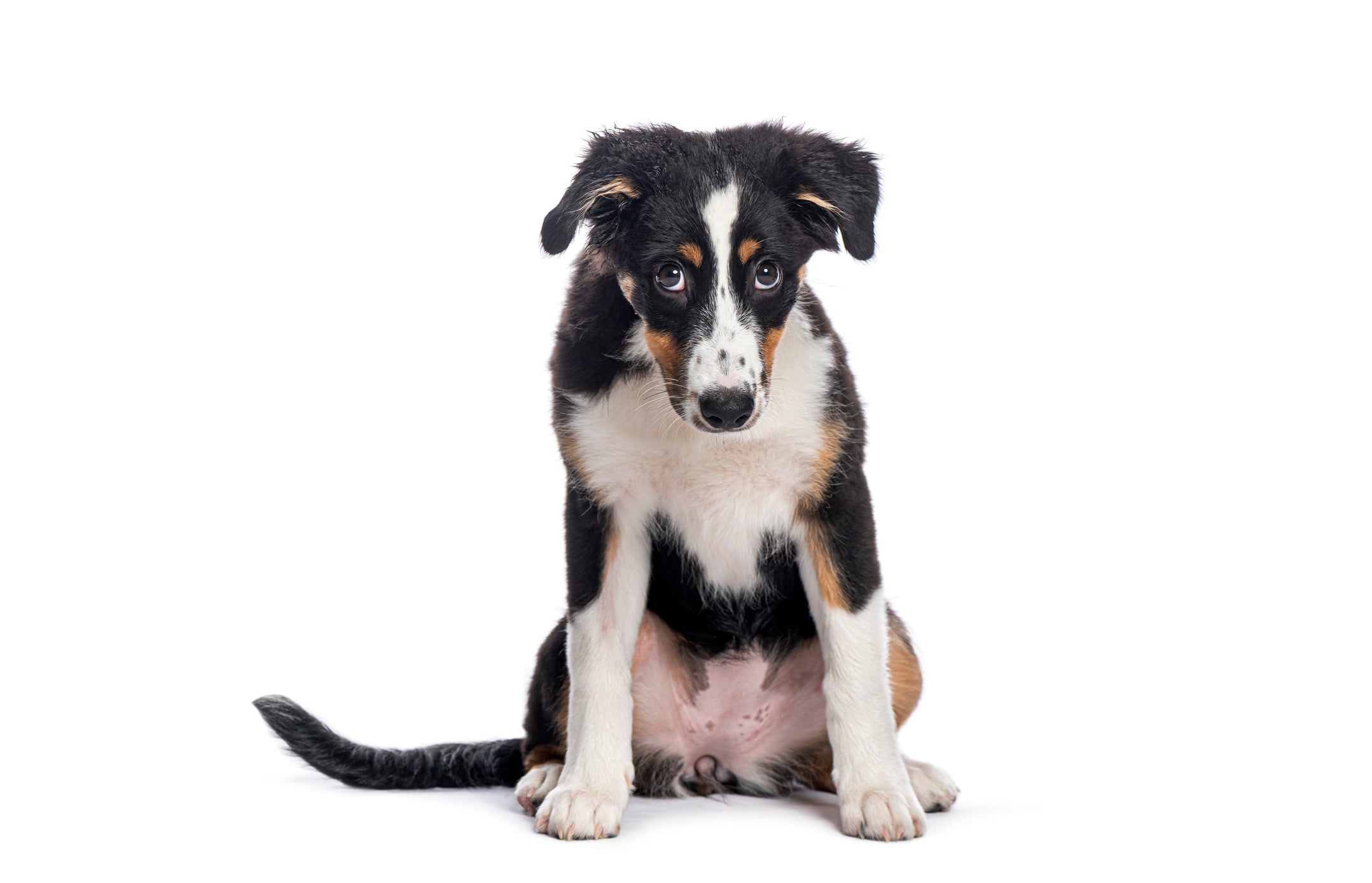 El estrés afecta a los perros tanto a nivel físico como emocional. Puede debilitar su sistema inmunológico, alterar su sistema digestivo (provocando diarrea o vómitos) y causar comportamientos destructivos o repetitivos. Foto: Istock