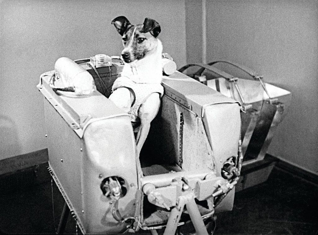 La cabina del Sputnik II era muy reducida. La perrita era colocada en ella todos los días, durante varias horas, para que se acostumbre a la situación.