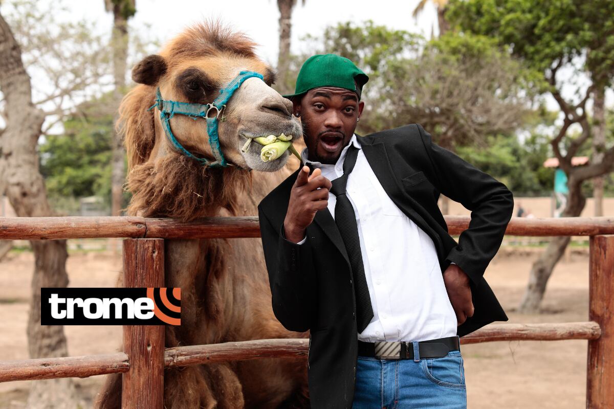 Imitador de Will Smith dio cáscaras de choclo y follaje a camello ‘Khalan’. Foto: Lenin Tadeo