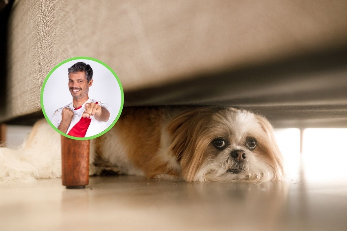 Cuida a tu mascotita en estas fiestas de fin de año. Foto: Composición / iStock.