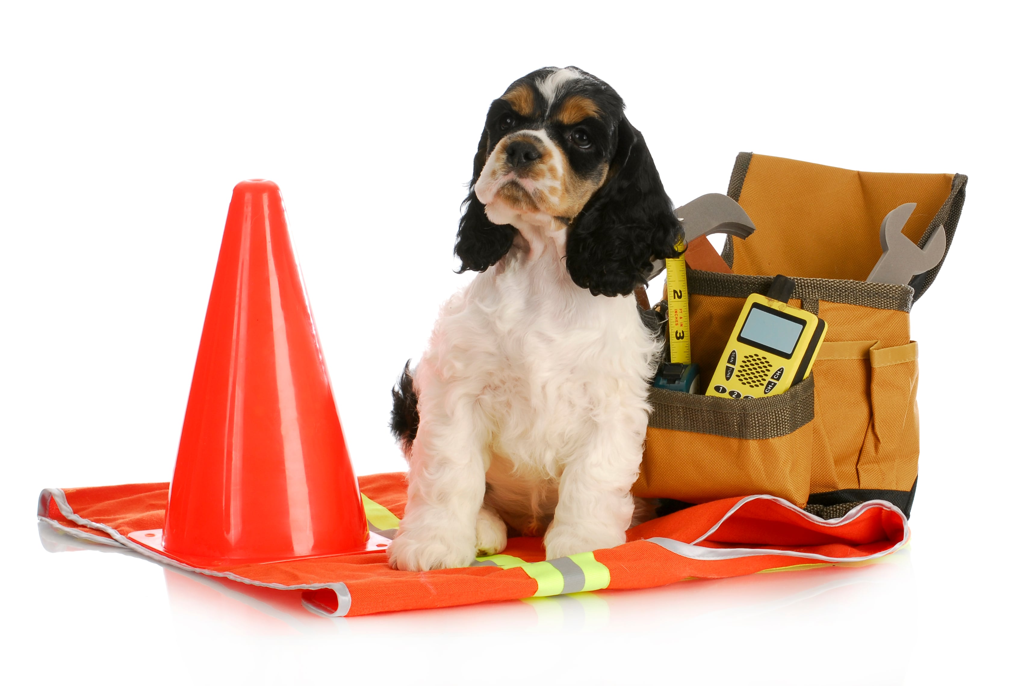 Mantén la calma y háblale a tu mascota con voz suave. Colócale siempre su correa y collar con placa de identificación antes de evacuar. Foto: Istock