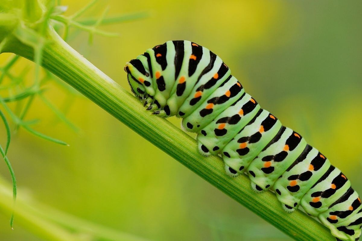 Cada hembra pueden poner hasta 500 huevos (Foto: Agencias)