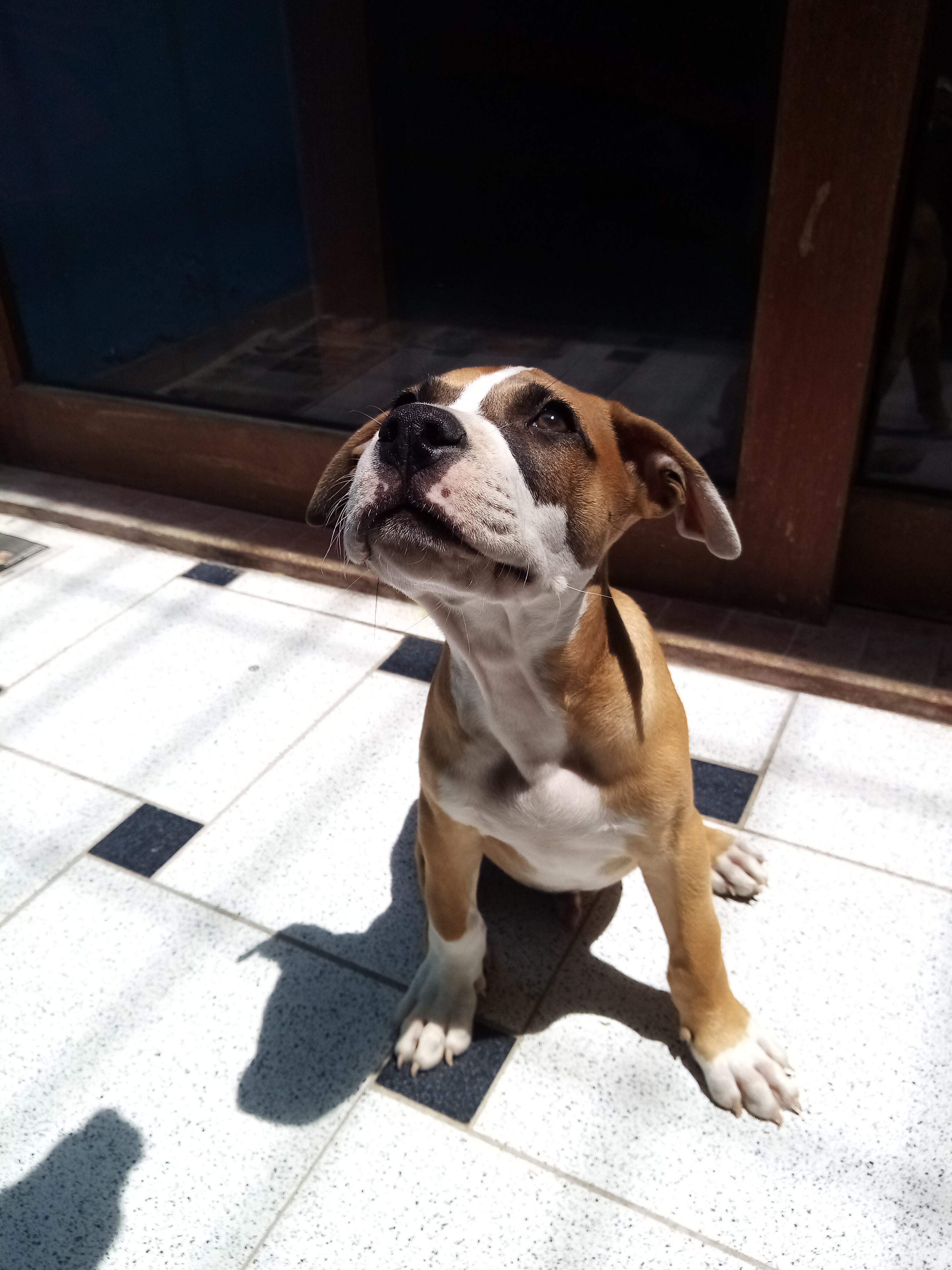 Rocco, más conocido como Rocotón.