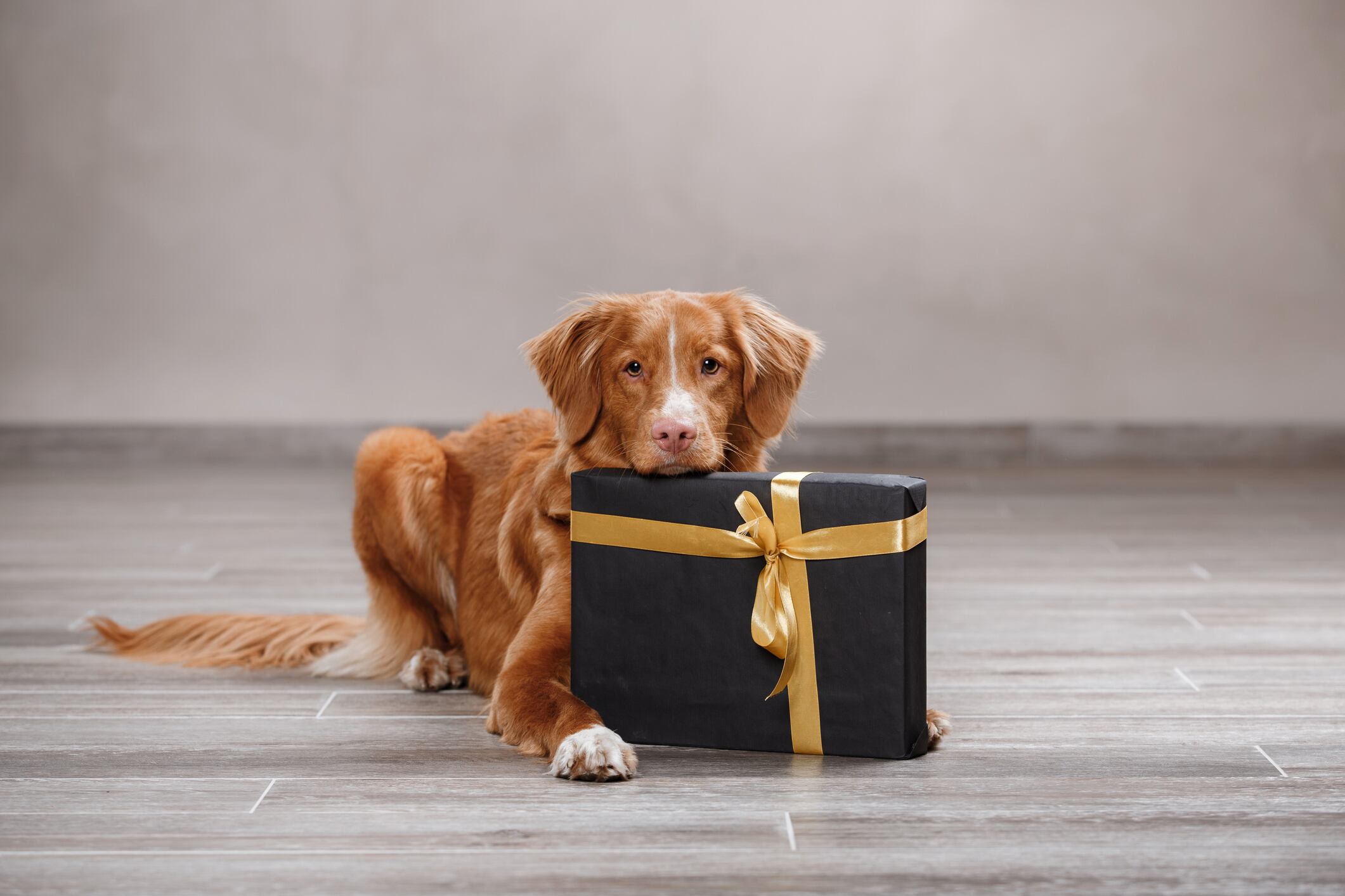 La rutina familiar cambiará para siempre. Los perros necesitan comer a horas fijas, salir varias veces al día y compañía. Si no pueden ajustar su rutina, el animal terminará sufriendo. Foto: Istock