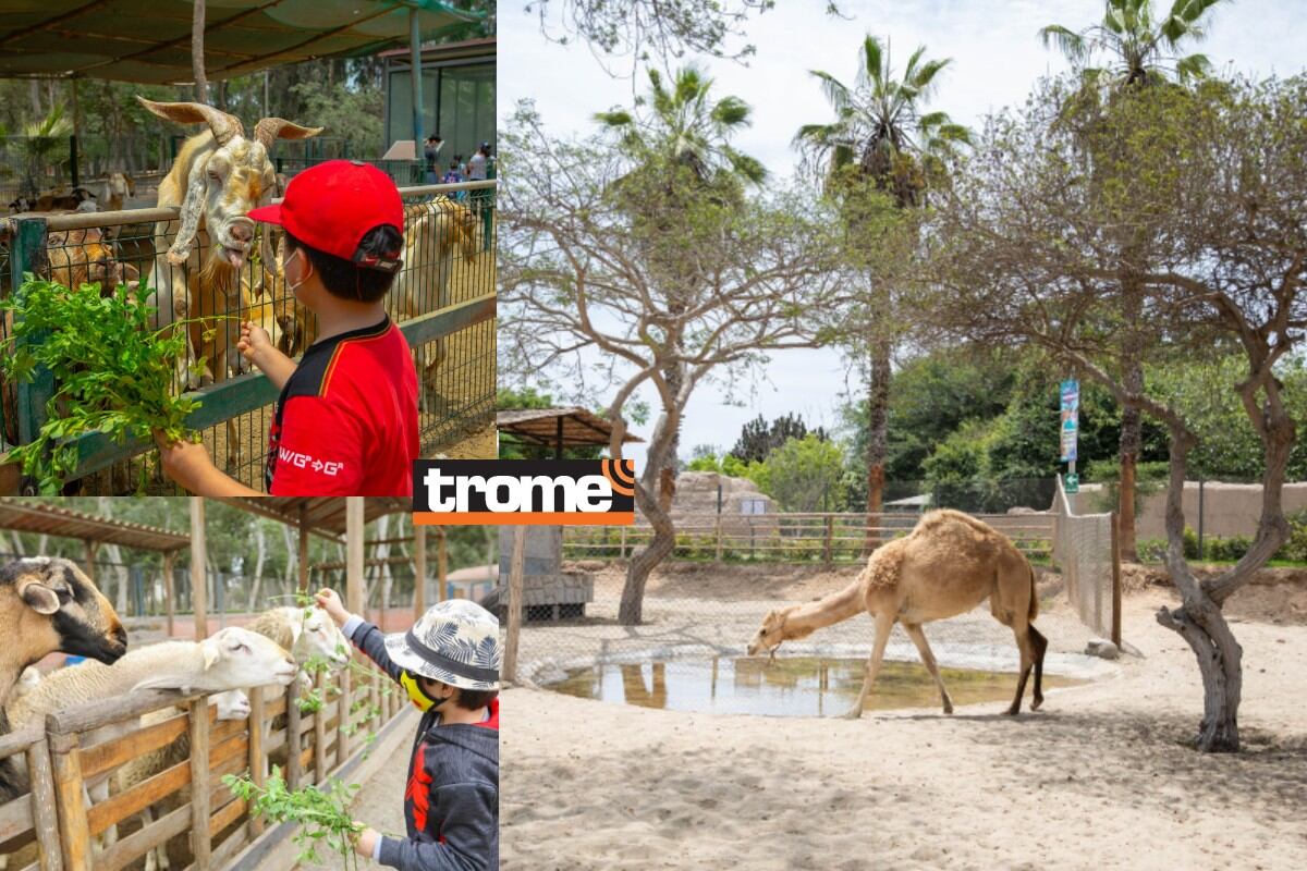 Shows infantiles, de salsa, de cumbia, concierto de rock, zonas parrilleras, granjitas interactivas, descuentos en restaurantes, bingos, ofertas y más. (Isabel Medina / Compos, Trome)