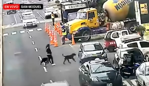 Nunca abandone a sus mascotitas