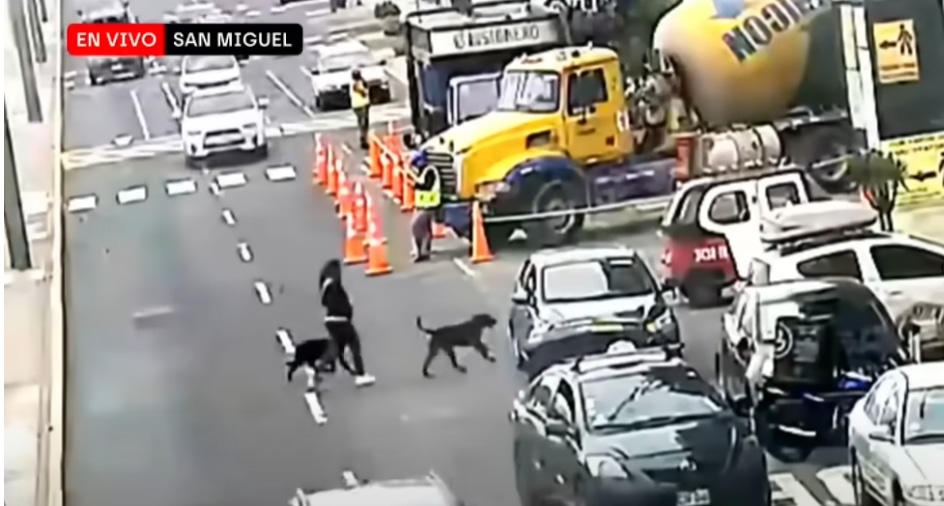 Mujer abandona a sus dos perros en San Miguel y los pobres querían seguirla.