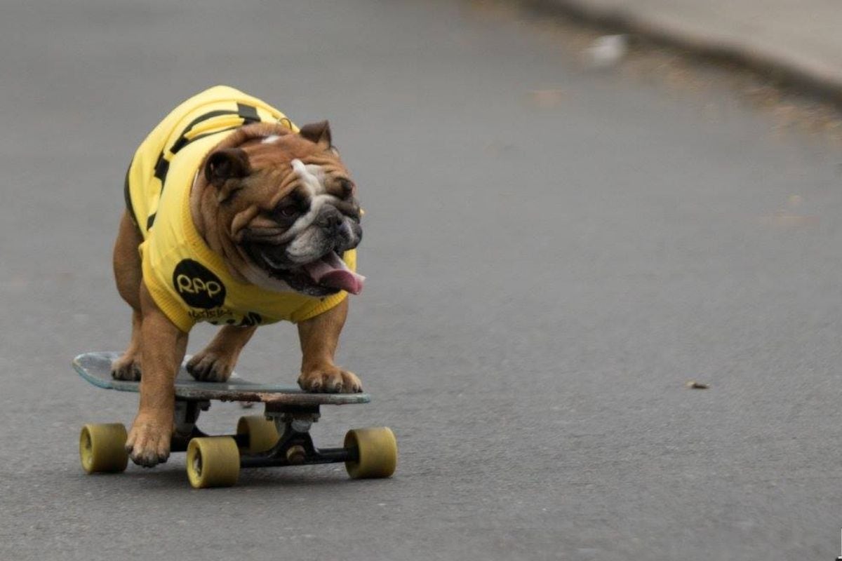 Es un perrito amoroso que le encanta el contacto con las personas, quienes siempre llegan para abrazarlo y besarlo.
Foto: Aaron Cisneros.