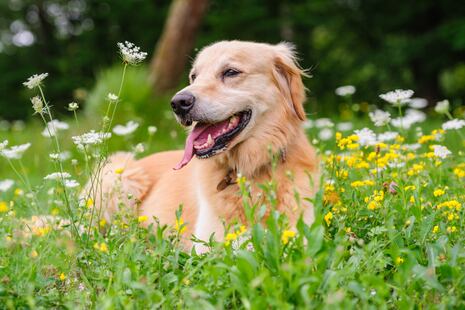 ¡Llegó la primavera! Y aquí te decimos cómo cuidar a tu mascota de alergias, ácaros y pulgas